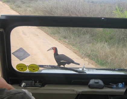 safari Krugerpark - overstekende vogel - weet nie meer hoe die heet nie